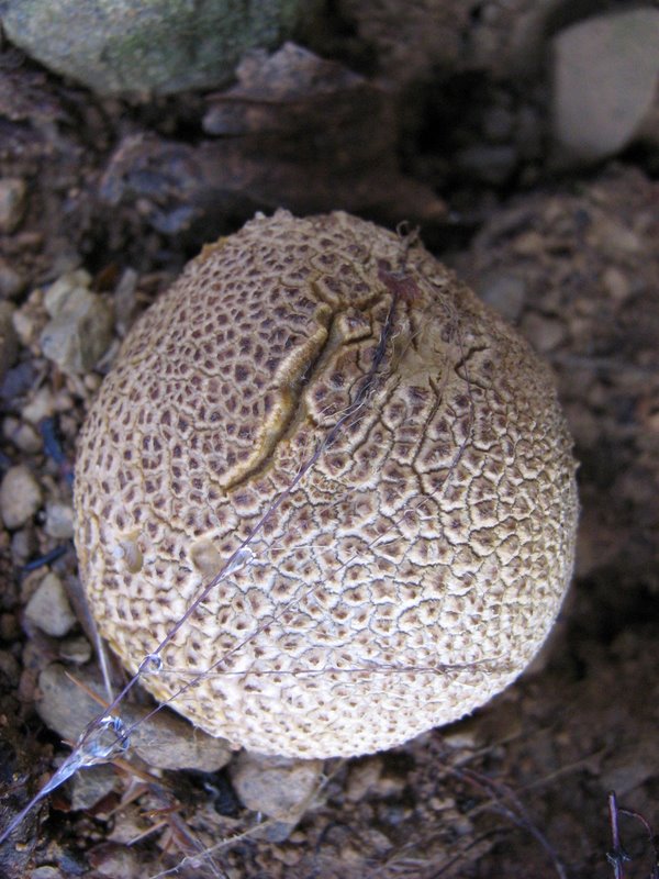 Lycoperdon
